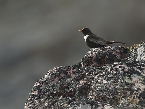 Sepelrastas, Ring Ouzel, Turdus torquatus